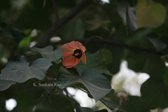 Hibiscus tiliaceus